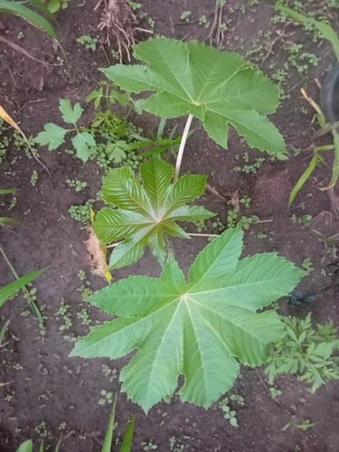 castor bean