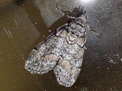 Smyriodes trigramma