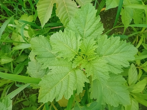 apple-of-Peru