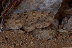 Bitis xeropaga