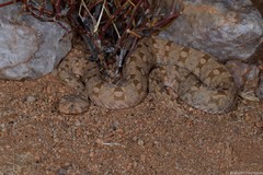 Bitis xeropaga