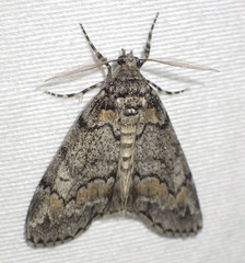 Smyriodes trigramma