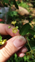 Helinus integrifolius