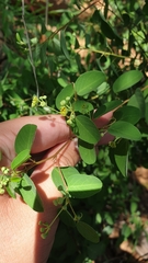 Helinus integrifolius