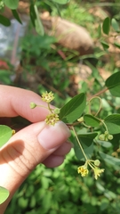 Helinus integrifolius