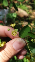 Helinus integrifolius