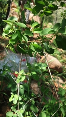 Helinus integrifolius