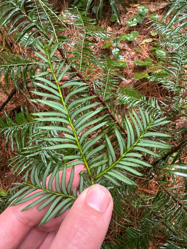 Taxus globosa, photograph 4