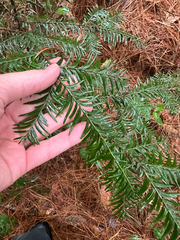 (c) Peter Quakenbush, some rights reserved (CC BY) Taxus globosa, photograph (c) Peter Quakenbush, some rights reserved (CC BY)