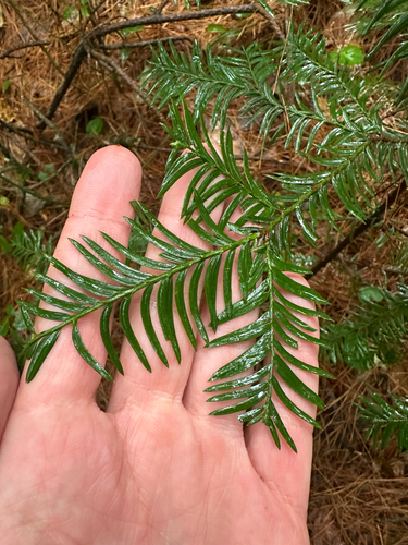 Taxus globosa, photograph 3