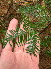 (c) Peter Quakenbush, some rights reserved (CC BY) Taxus globosa, photograph (c) Peter Quakenbush, some rights reserved (CC BY)