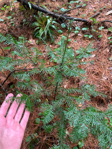 Taxus globosa, photograph 6