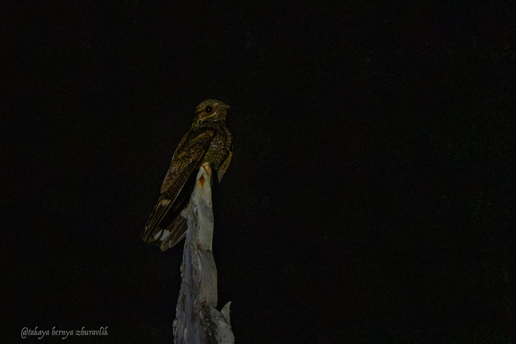 Large-tailed Nightjar (Caprimulgus macrurus), photo 2