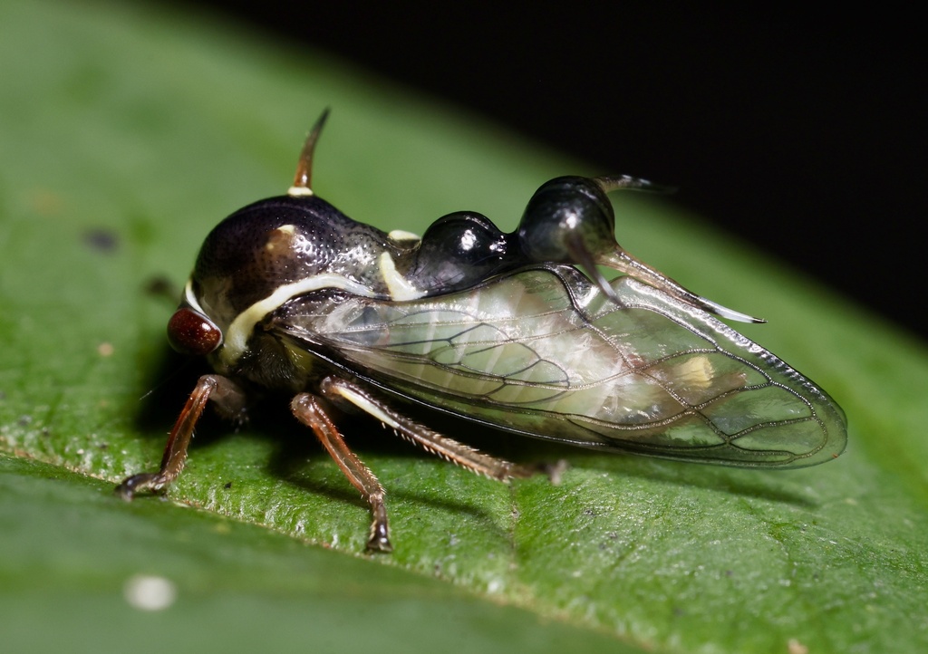 Heteronotinae