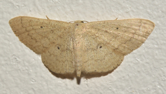 Scopula minorata