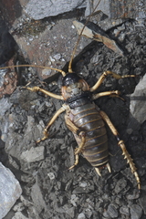 Deinacrida connectens