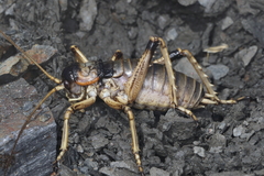 Deinacrida connectens