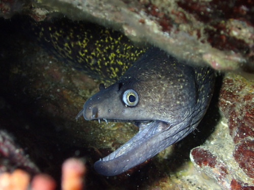 Mediterranean Moray