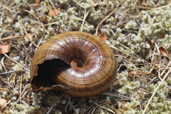Powelliphanta