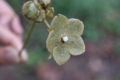 Matelea velutina