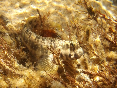 Peacock blenny (Istiblennius meleagris) — Blenniidae — 2