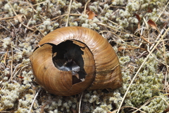 Powelliphanta