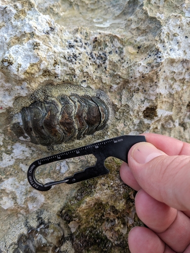 Acanthopleura granulata