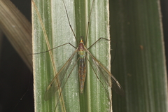 Leptotarsus albistigma