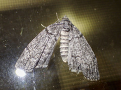 Smyriodes trigramma