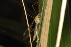 Leptotarsus albistigma
