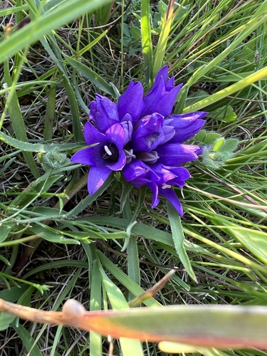 Dalmatian Rockbell (Edraianthus dalmaticus)
