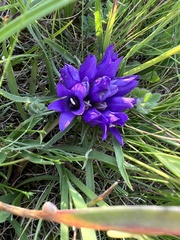 author not stated, no rights reserved Edraianthus dalmaticus, photograph author not stated, no rights reserved