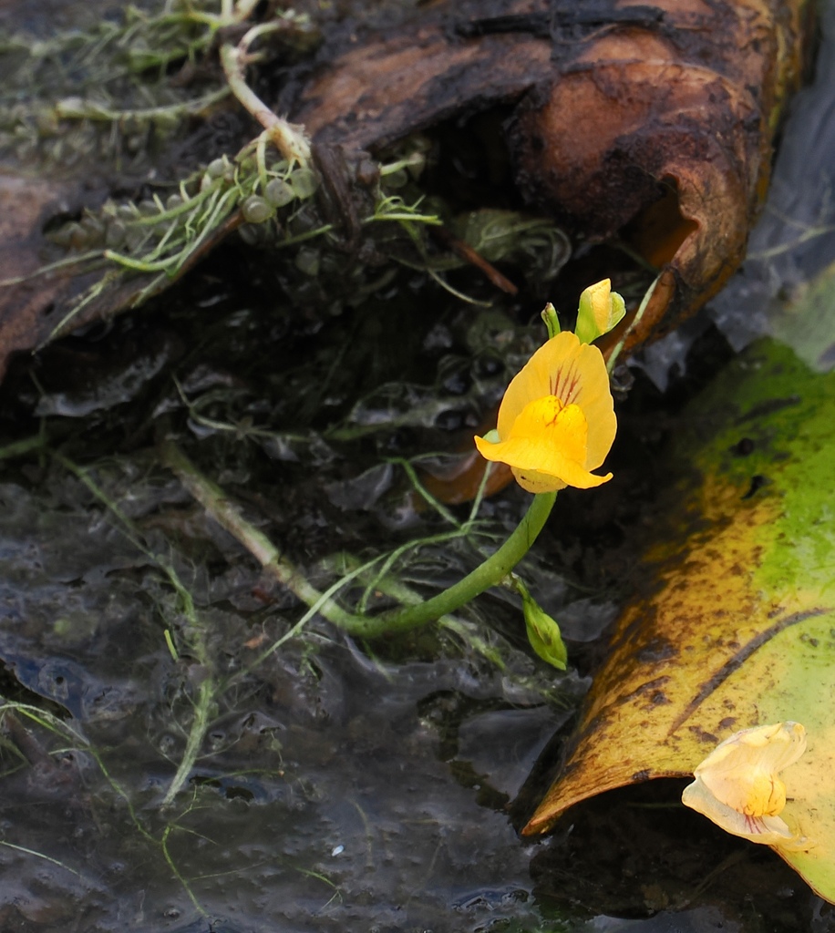 Utricularia inflexa