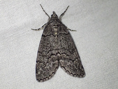 Smyriodes trigramma