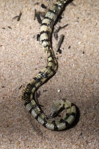 Coastal Burrowing Snake, Simoselaps littoralis