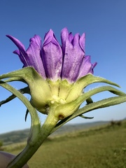 author not stated, no rights reserved Edraianthus dalmaticus, photograph author not stated, no rights reserved