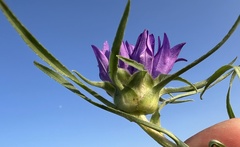 author not stated, no rights reserved Edraianthus dalmaticus, photograph author not stated, no rights reserved