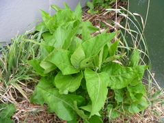 Mirabilis jalapa