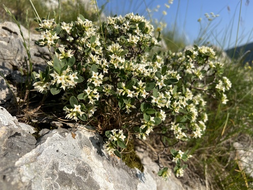 Alpine daphne (Daphne alpina)