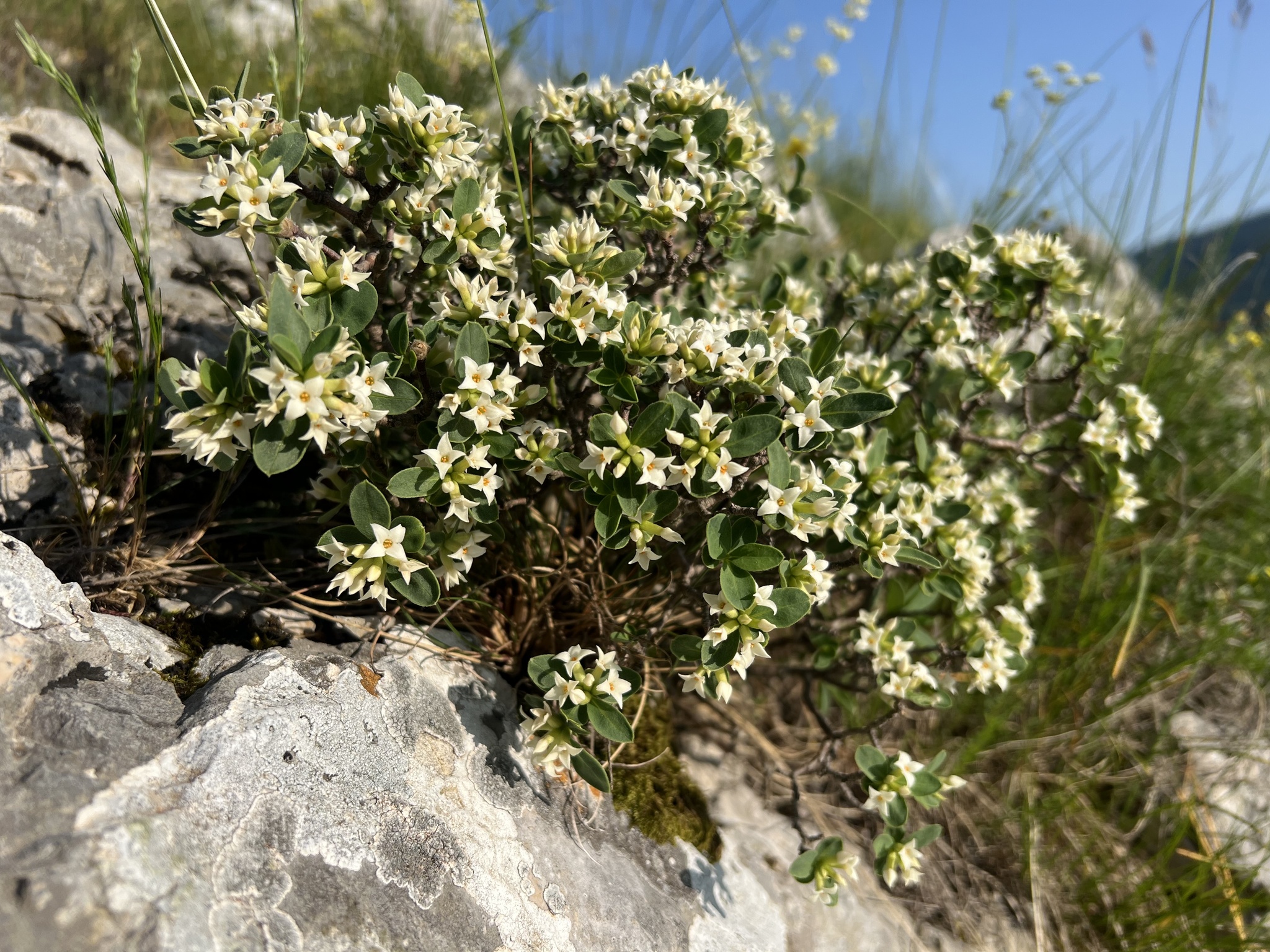 Alpine Daphne (Daphne alpina)