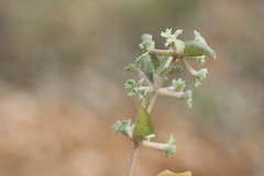 Atriplex limbata