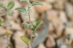 Atriplex limbata