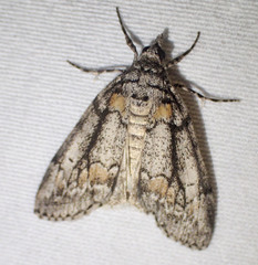 Smyriodes trigramma