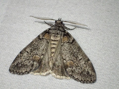 Smyriodes trigramma