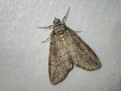 Smyriodes trigramma