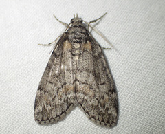 Smyriodes trigramma