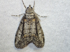 Smyriodes trigramma
