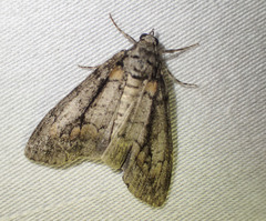 Smyriodes trigramma