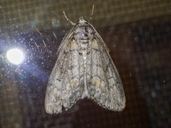 Smyriodes trigramma