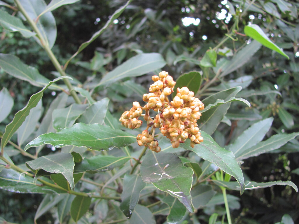 Laurus nobilis, 3045 Ameal, Portugal